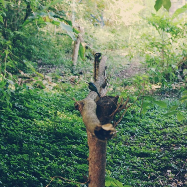 Adventure Nature Park, Tobago