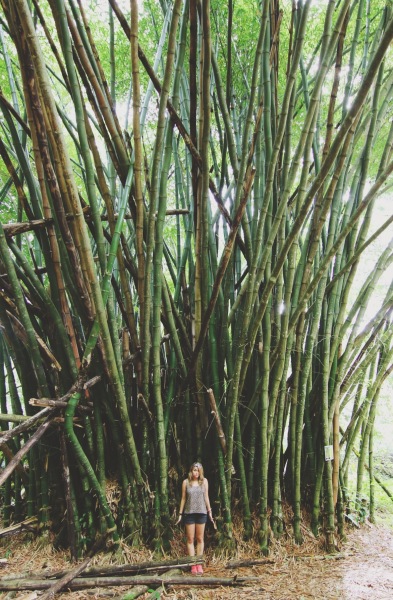 Bamboo, Island Tour | Tobago