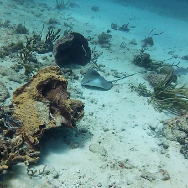 Diving, Tobago