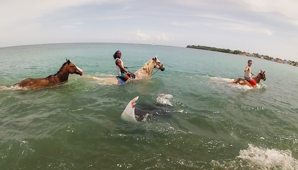 Healing with Horses, Tobago