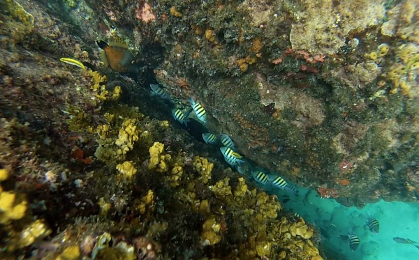 Snorkeling, Tobago