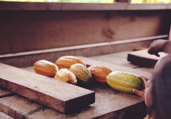 Tobago Cocoa Estate