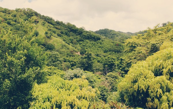 Tobago Cocoa Estate